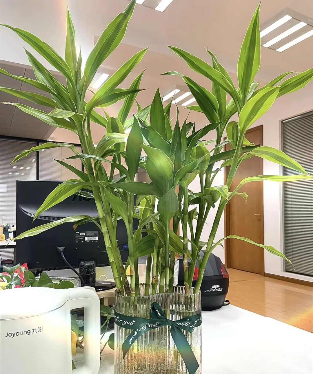 富贵花的摆放位置图片,客厅里面养什么花不需要见阳光