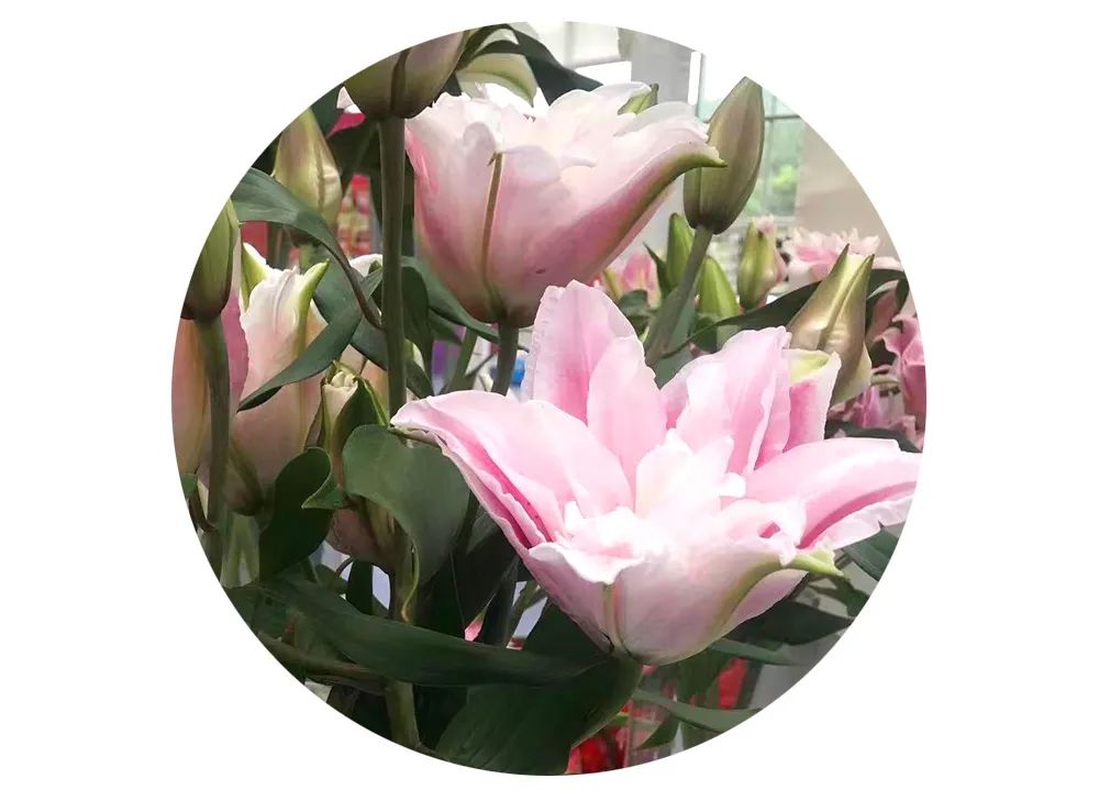 最美邂逅：百合博览园里美不胜收的名贵之花