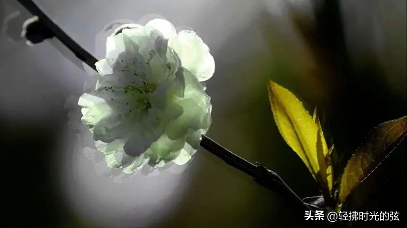 关于明月的诗唐诗宋词,最美明月唐诗宋词