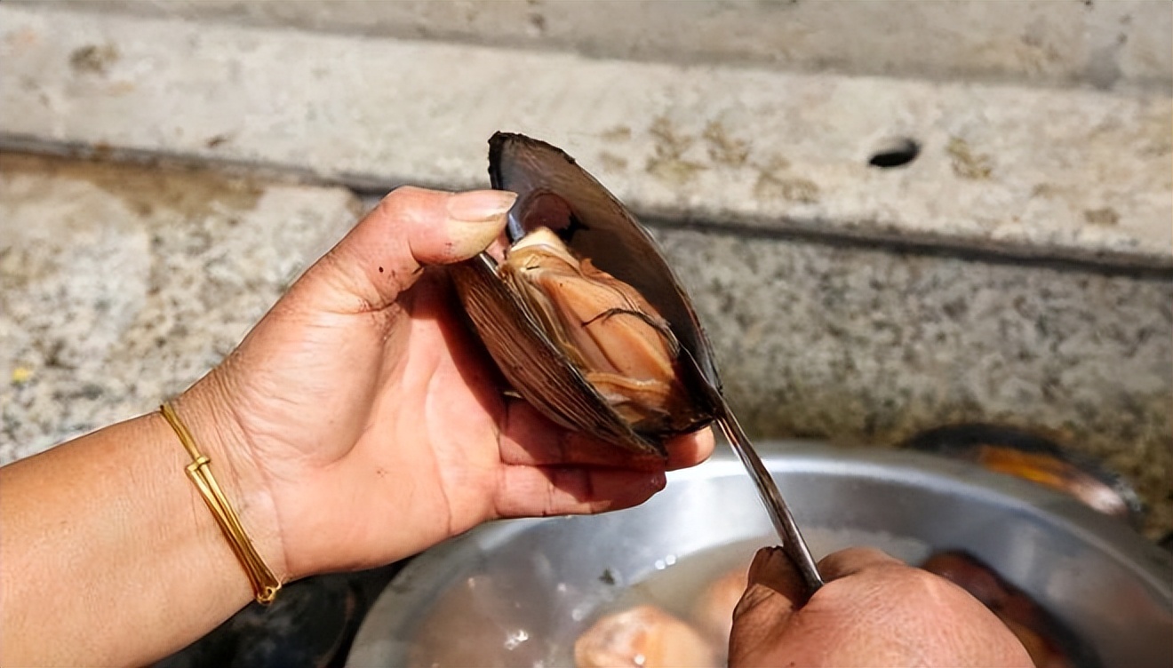 河蚌肉人人都喜欢吃,河蚌软肉比硬的好吃
