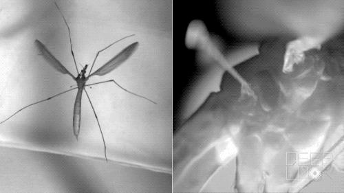 收走蚊子的作案工具,没收蚊子的工具