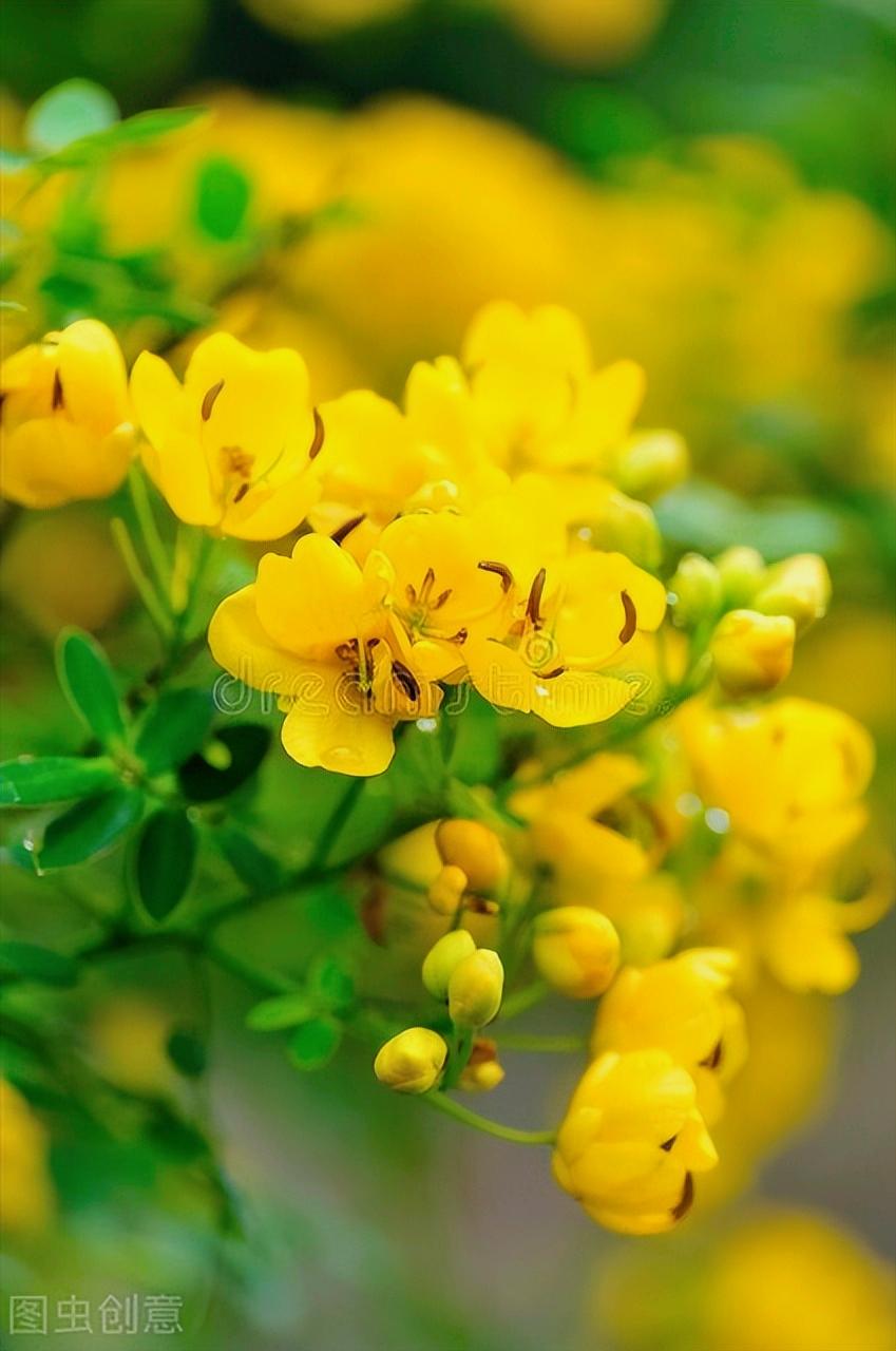 感恩母亲节祝自己节日快乐,母亲节感恩祝福词妈妈我爱你