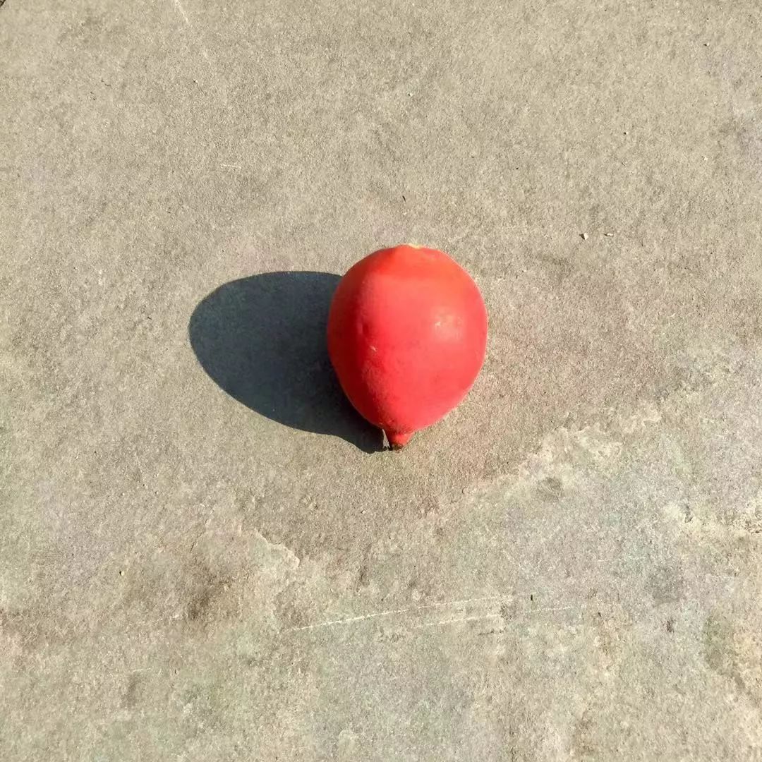 自驾深圳旅游攻略过年,自驾游深圳国庆攻略