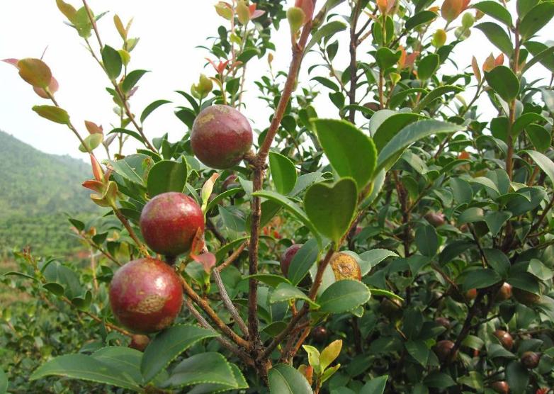 金浩有机茶籽油,金浩茶油科普