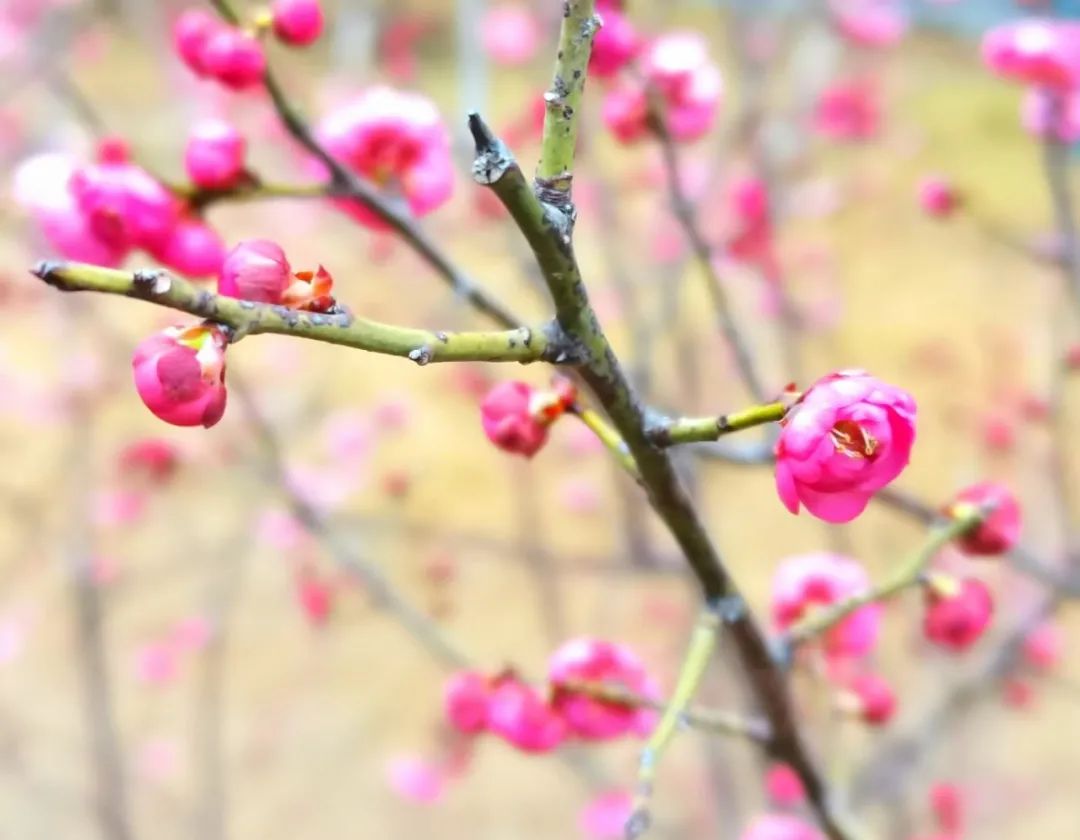 赞北京冬残奥会的诗句,赞北京冬奥会开幕式