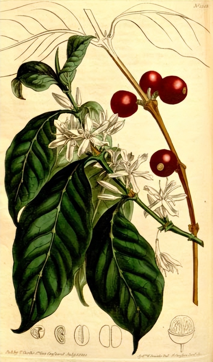 手冲咖啡器具入门指南,关于咖啡你不知道的知识