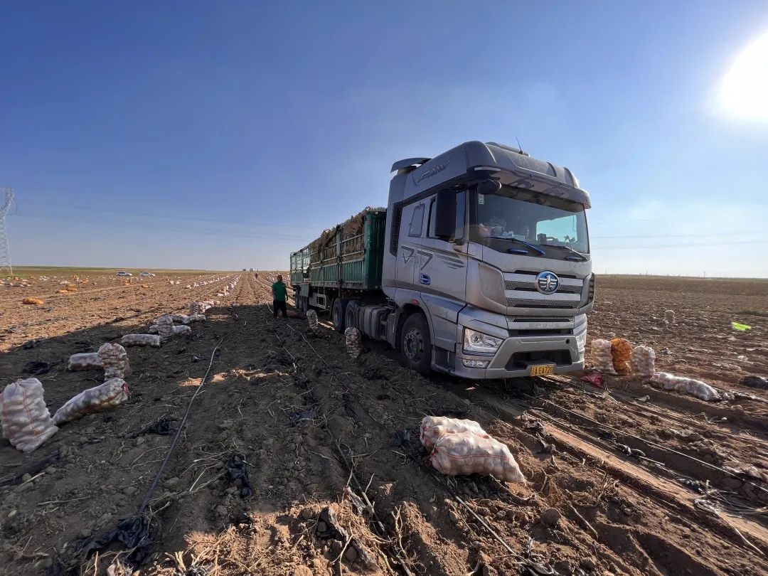 内蒙古包头固阳马铃薯基地,包头市固阳县红泥井合作社