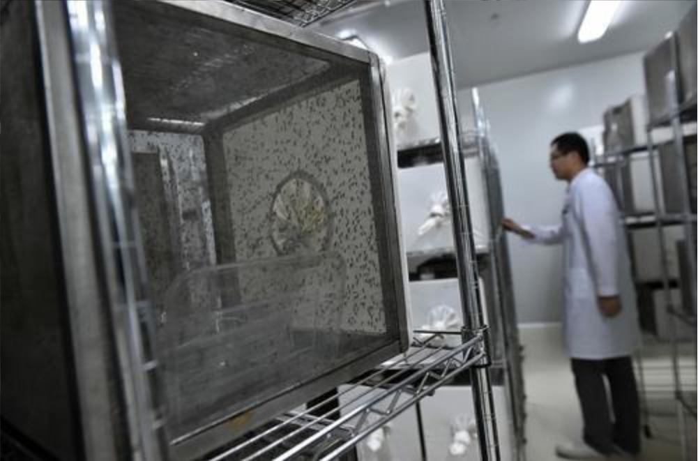 美国释放24万只转基因蚊子！全球紧急拉响警报，转基因有何可怕？
