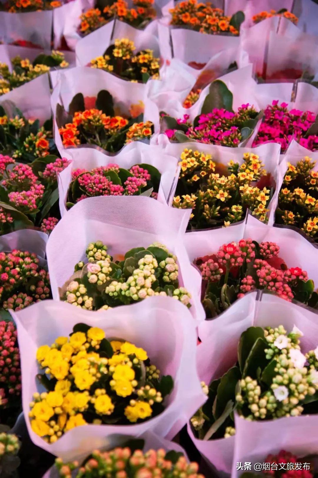 烟台祥和花鸟市场,烟台花鸟市场