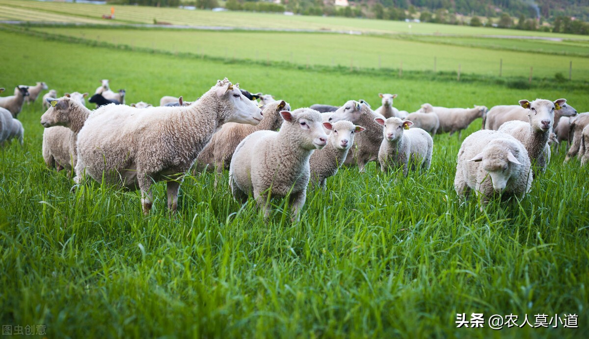 现在在农村养牛好还是养羊好,农村养牛或养羊哪个疾病少效益高