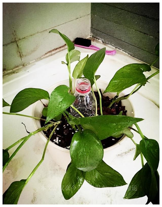 自制绿萝爬柱,怎样在家自制绿萝柱