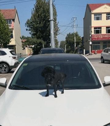 离谱！山东大哥专卖死人车：车有多凶，全看小*狗黑**上车坐哪？？