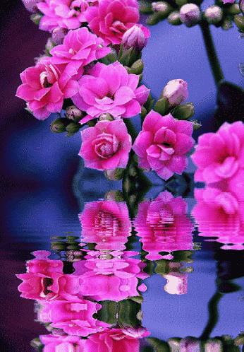 五颜六色的花朵养眼舒心,灵动秀美的花朵图片