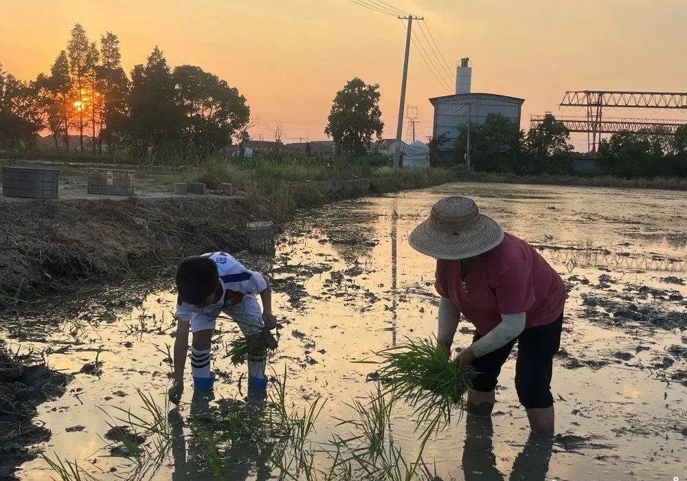 宁波9岁小学生超硬核！穿着足球服种田，网友赞不绝口！