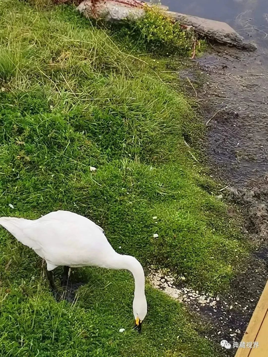 巴音布鲁克的草原图 (巴音布鲁克的金色草原)