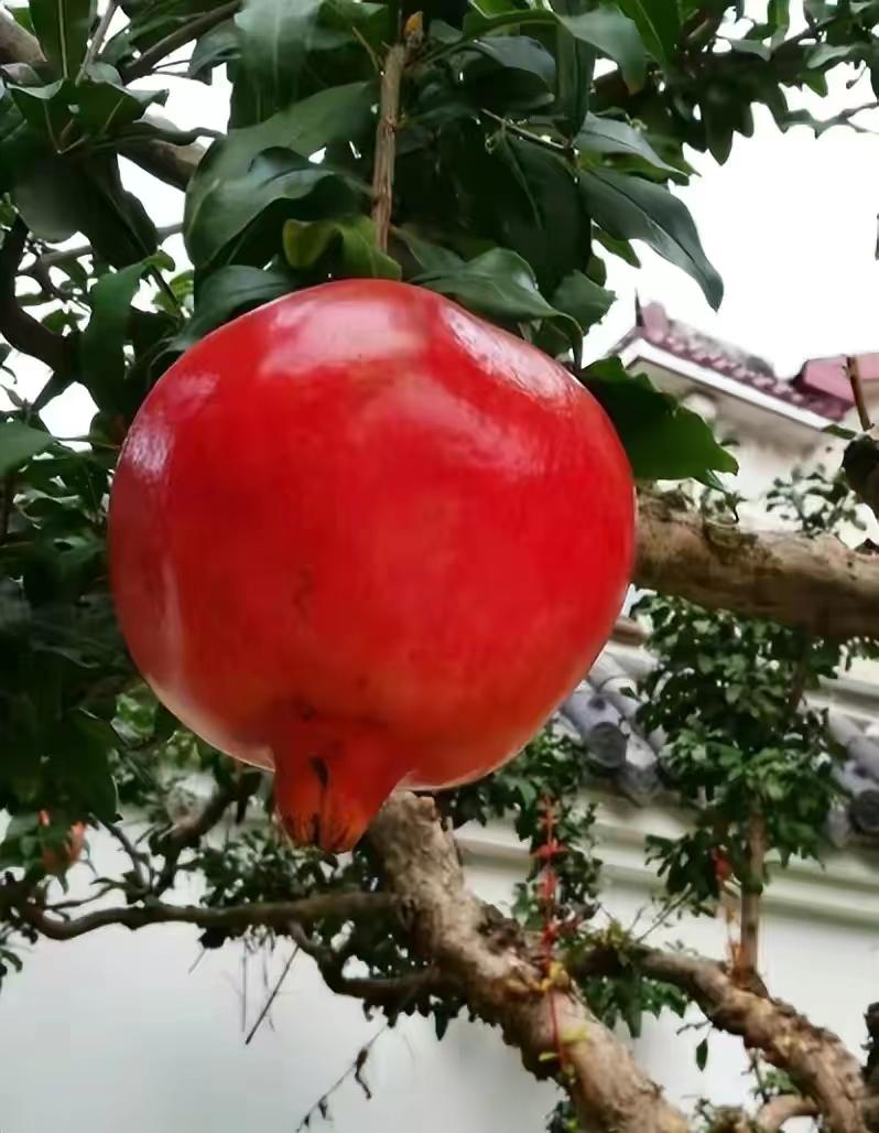 庭院种8棵树风水寓意,8种院子树