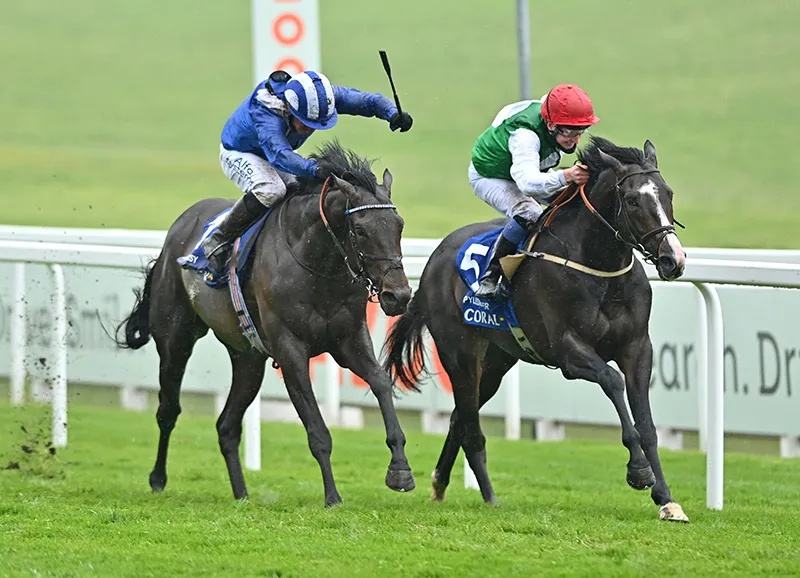 香港马王冠军慈善赛,香港马匹比赛最高奖金