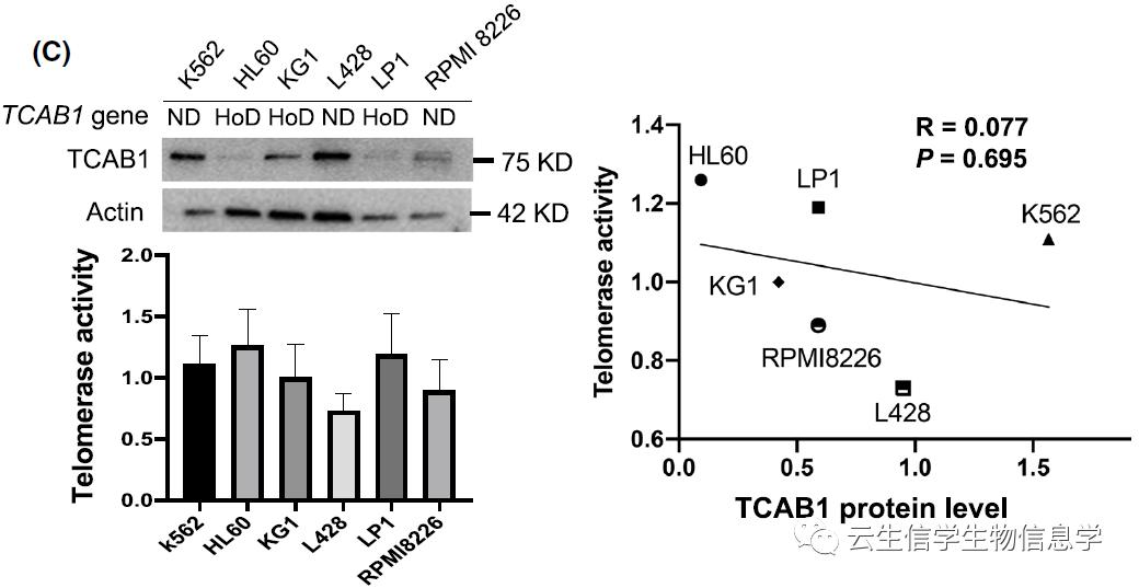 端粒和端粒酶与衰老的关系,端粒与端粒酶调控细胞衰老的机制
