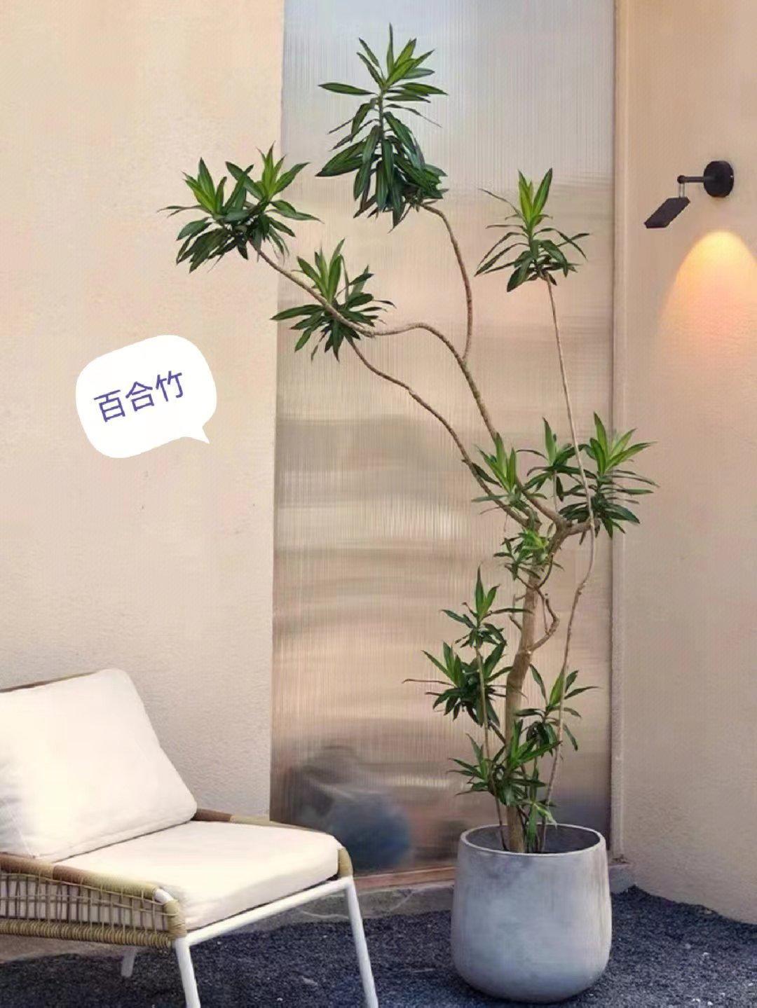 十种最好养的网红植物,家庭好养的网红植物