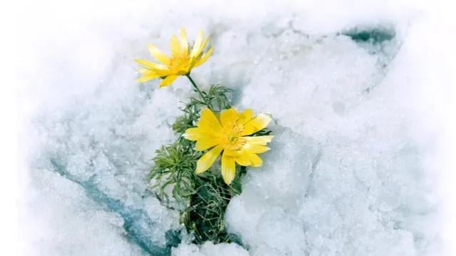 *园春沁**•虎年初雪