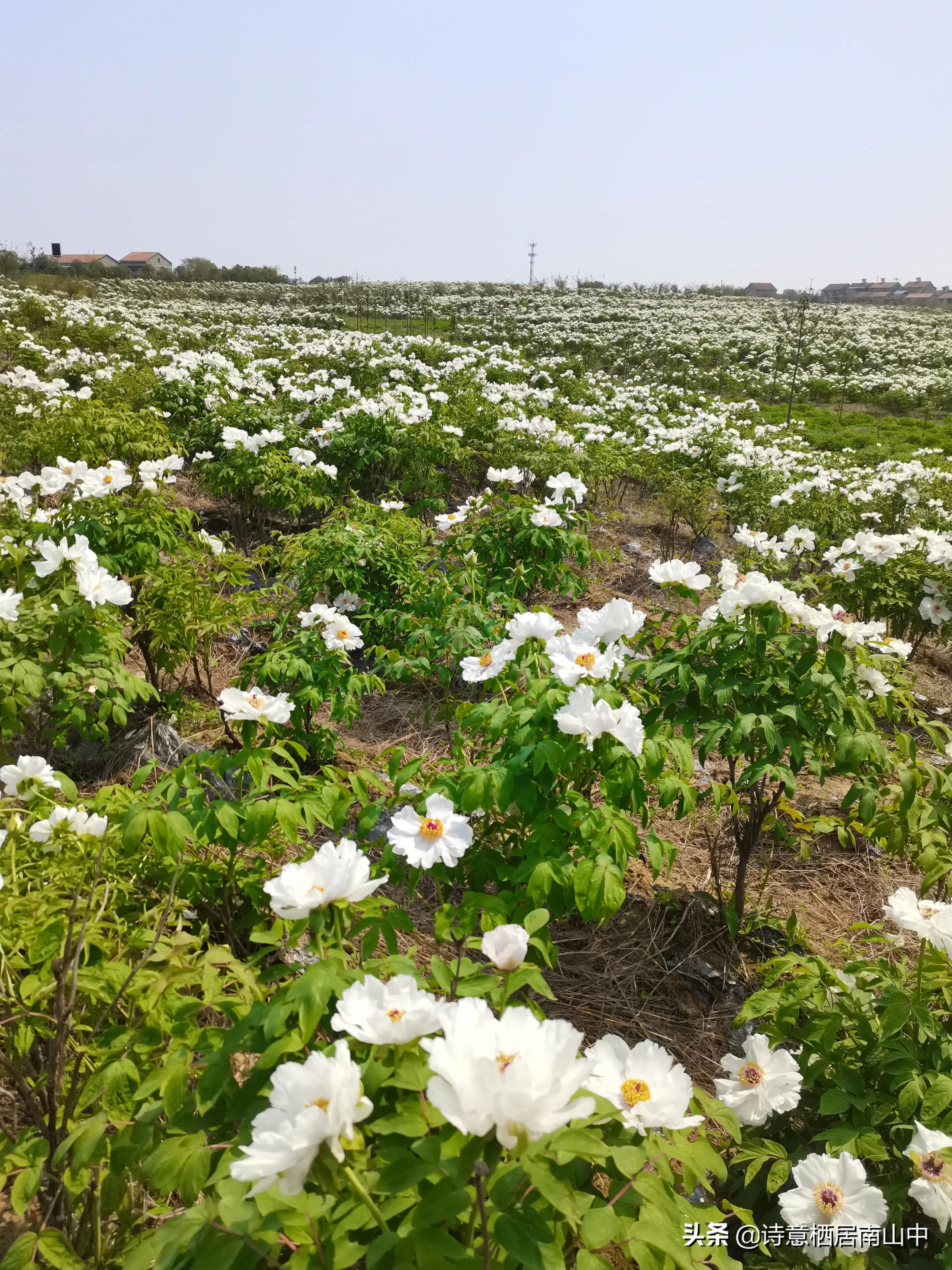 江夏鲁湖湿地公园,江夏金口鲁湖梦里田园