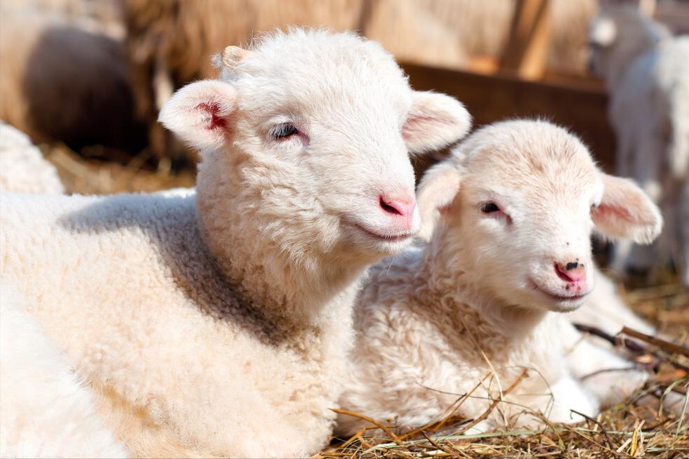 小羊佝偻病,羊得了佝偻病该如何治疗