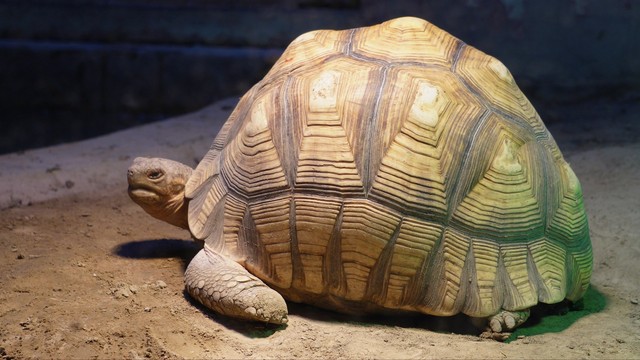 哪几种动物进家就有福了,家养什么动物最吉利