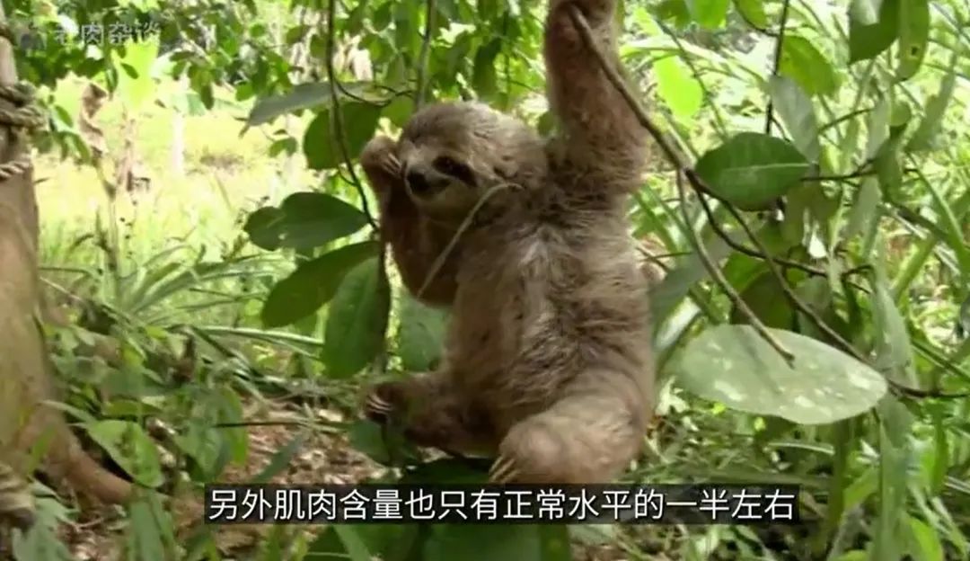 万万没想到，有一天，我们会被动物“教做人”！