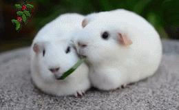 萌宠科普大全,萌宠物种图鉴