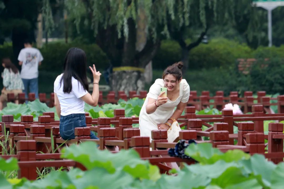 临沂夏日荷花盛开,临沂的荷花火了