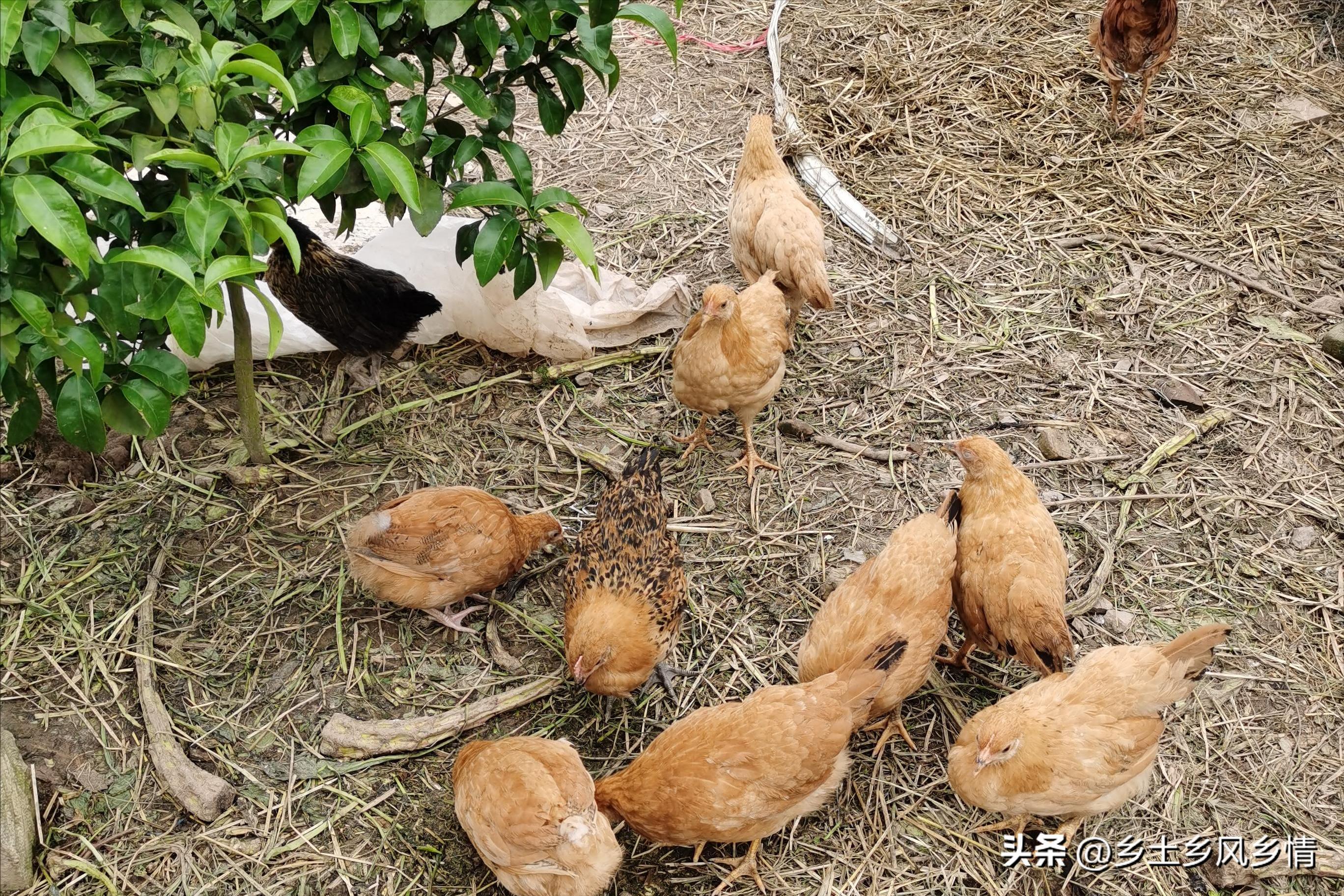 真假土鸡蛋鉴别方法,怎么从外观辨别土鸡蛋真假