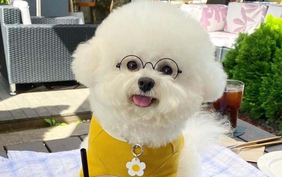 比熊为什么喜欢乱咬,比熊为什么总是爱乱咬