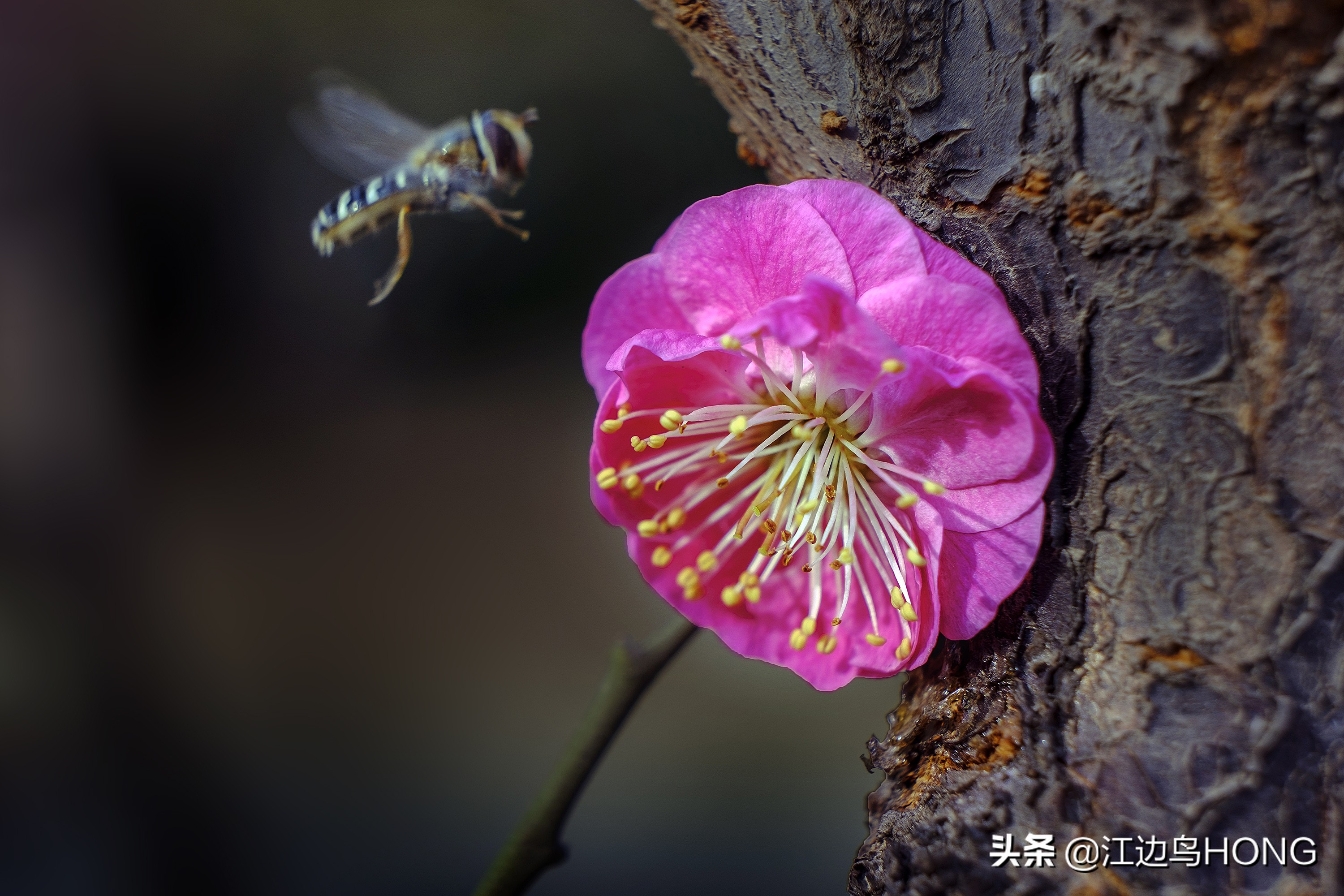 微距第一视角拍摄神器,拍微距最好的相机和镜头