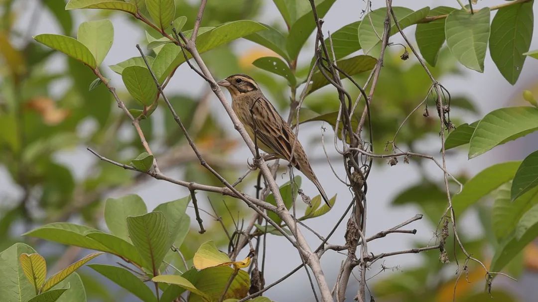 鸟人图鉴│守护稻田里的精灵，甄军寻找黄胸鹀