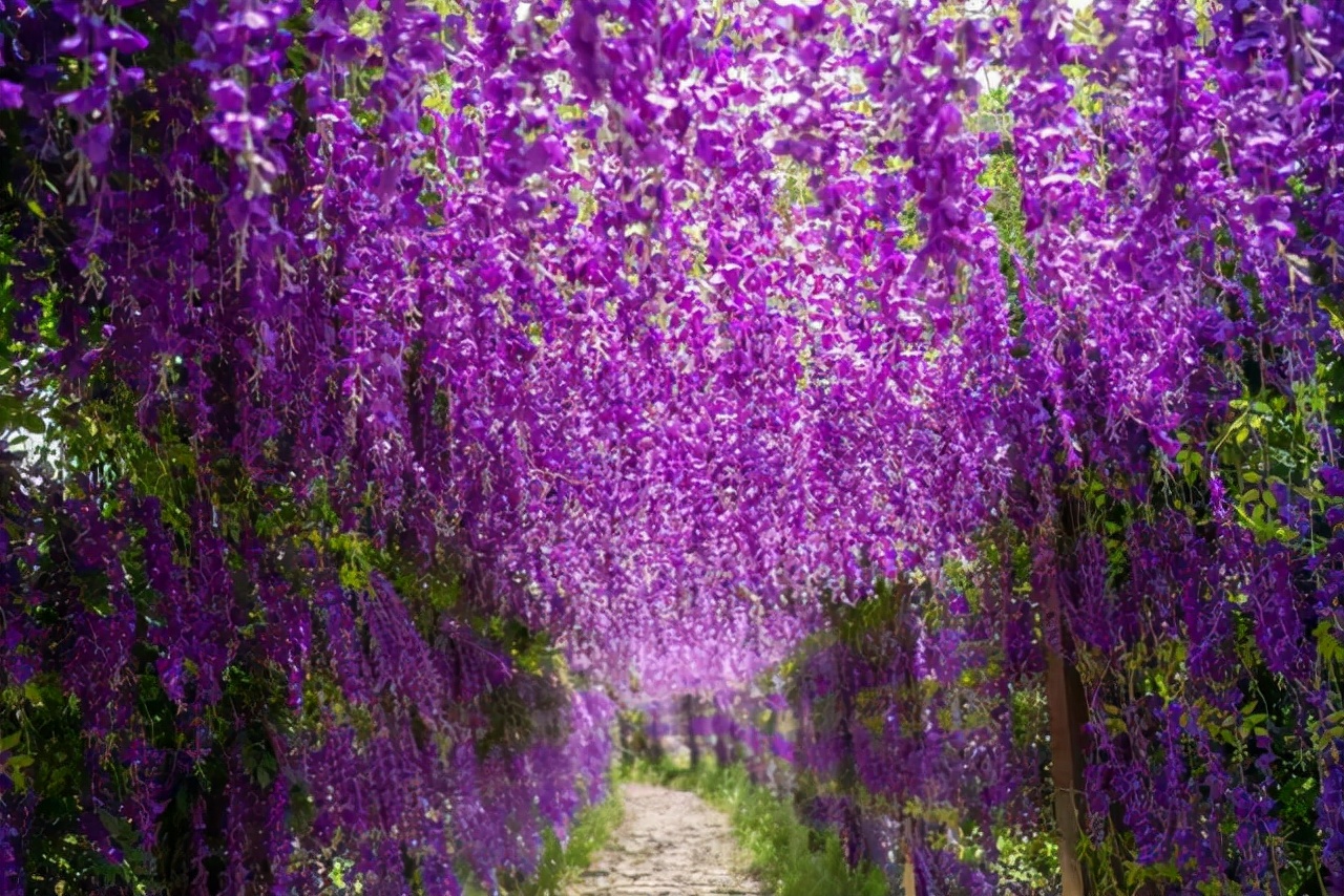 无叶开花的植物有哪些,有花无叶的植物