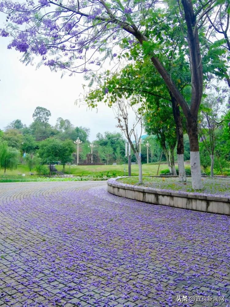 泸州蓝花楹打卡地,蓝花楹打卡点照片