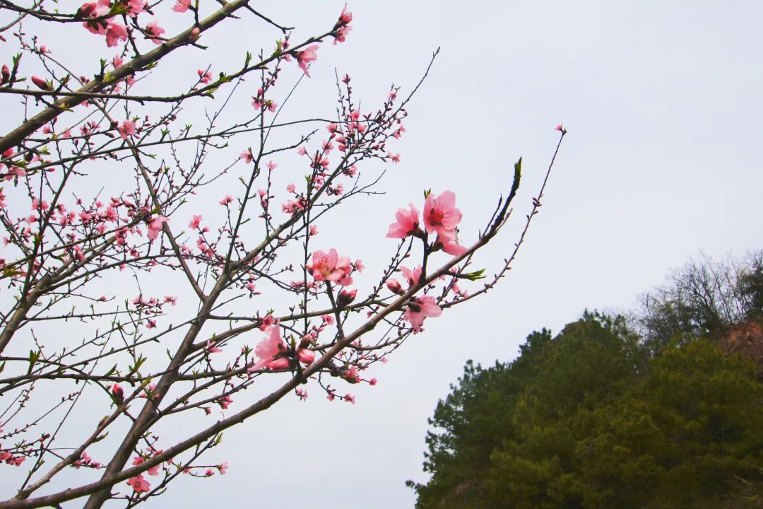 春暖花开时正是游湖赏花季,千岛湖四月赏花季节