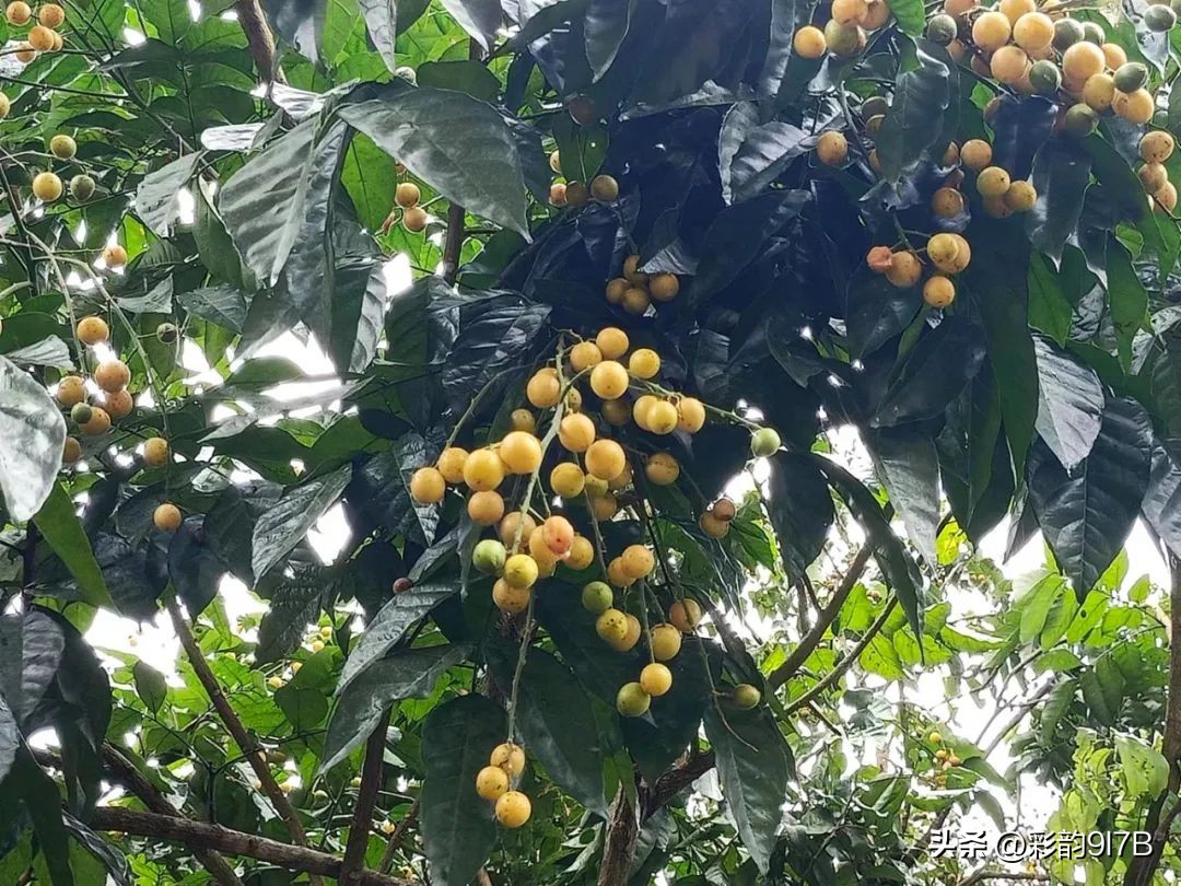 夏日水果神仙吃法试试清凉解暑,青瓜和什么水果一起榨汁功效最好
