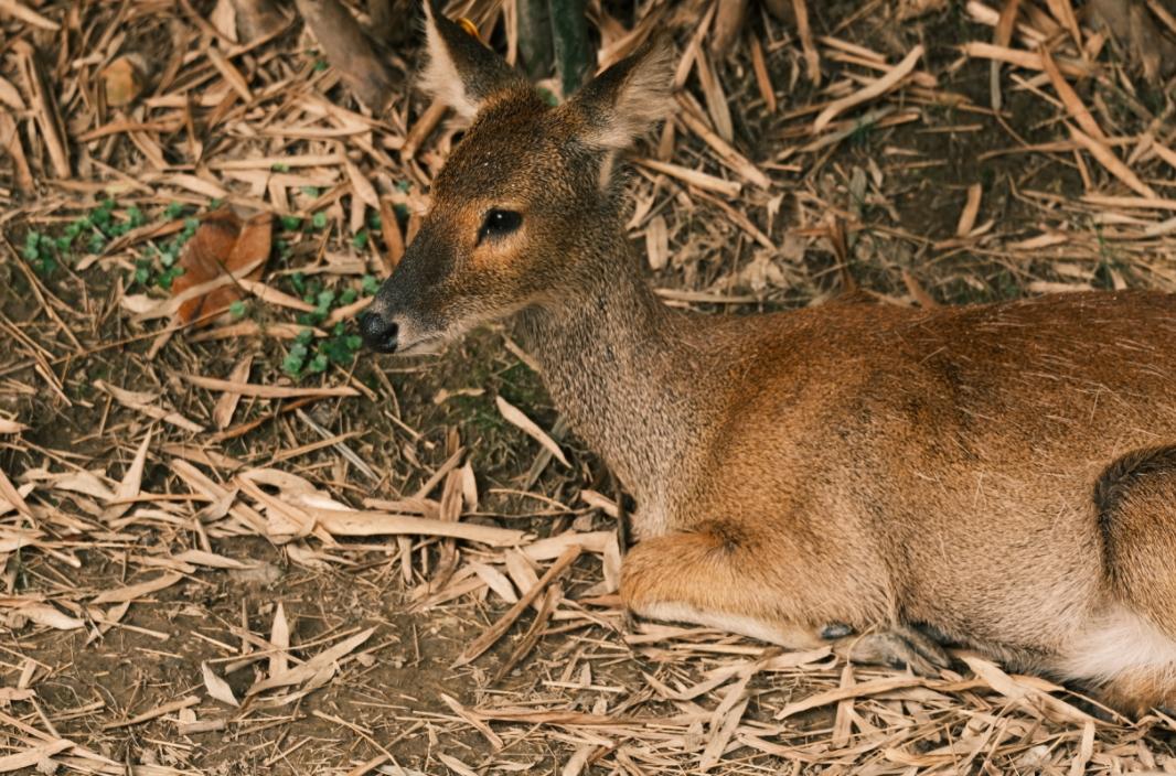 上海动物园自由行攻略路线推荐,上海动物园4a一日游攻略