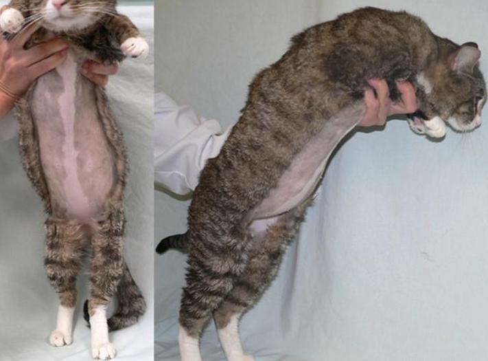 传染性腹膜炎用什么药物,传染性腹膜炎怎么治疗