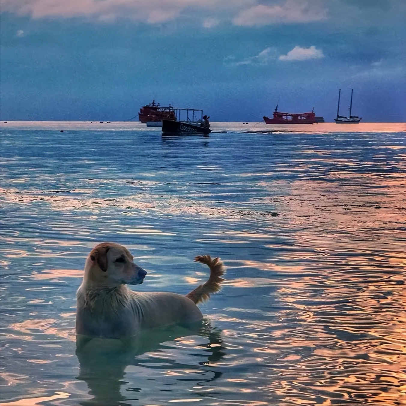 不黑不吹歌曲原版,吐槽塞浦路斯