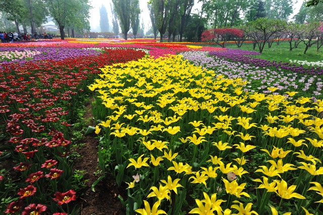 家里有院子就养4种花耐热,家养4种花好养易活