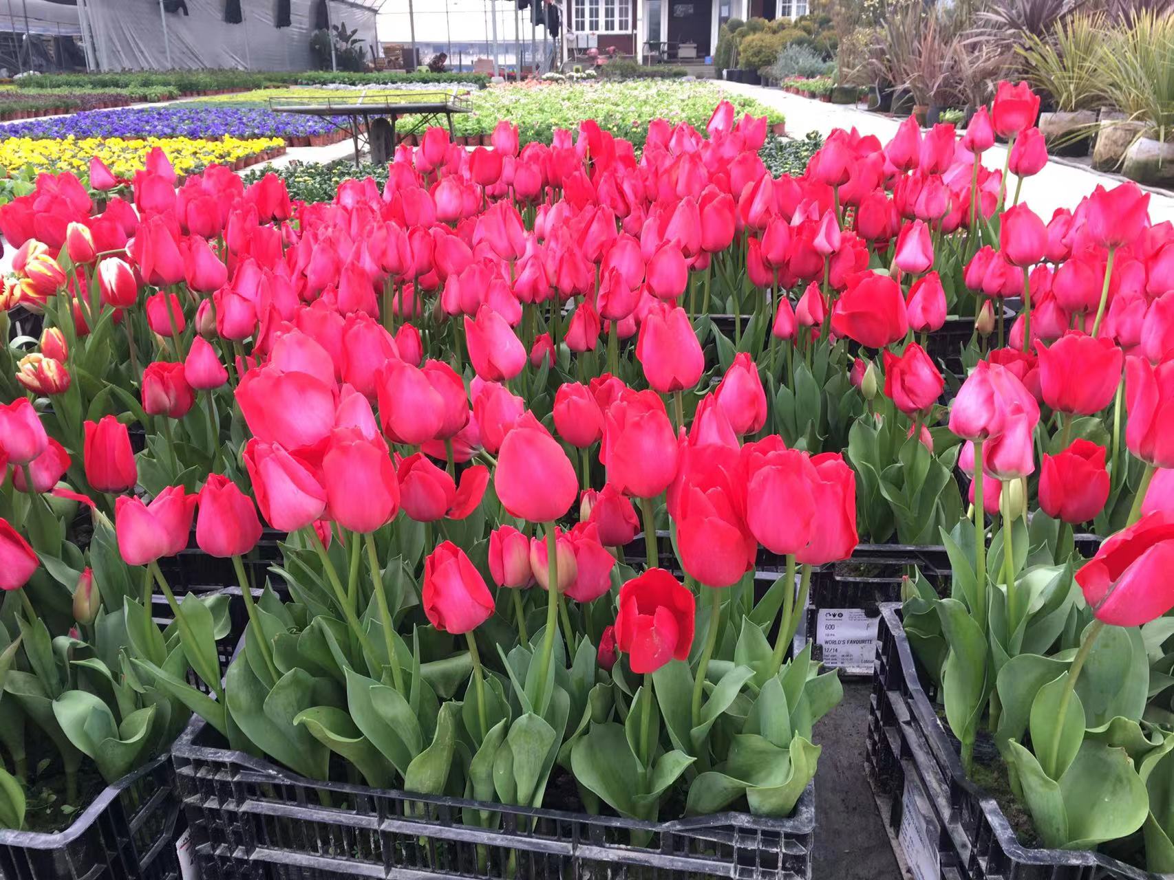 成都春天花卉市场哪里最便宜,成都温江区最便宜的花卉市场