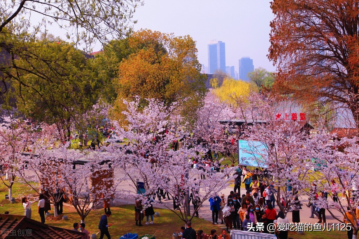 日本见闻,日本见闻录