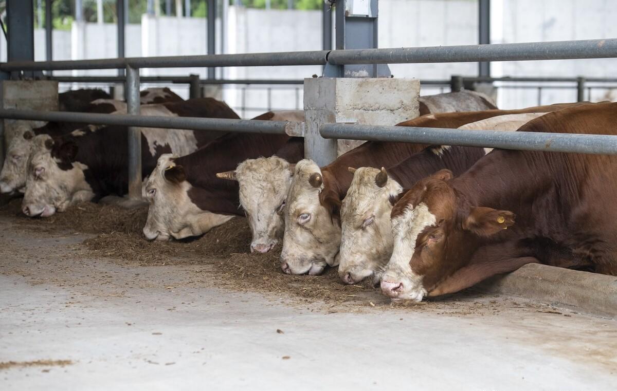 「惊！牛肉价格跌至45元3斤，2023年11月11日牛价跌破谷底！」