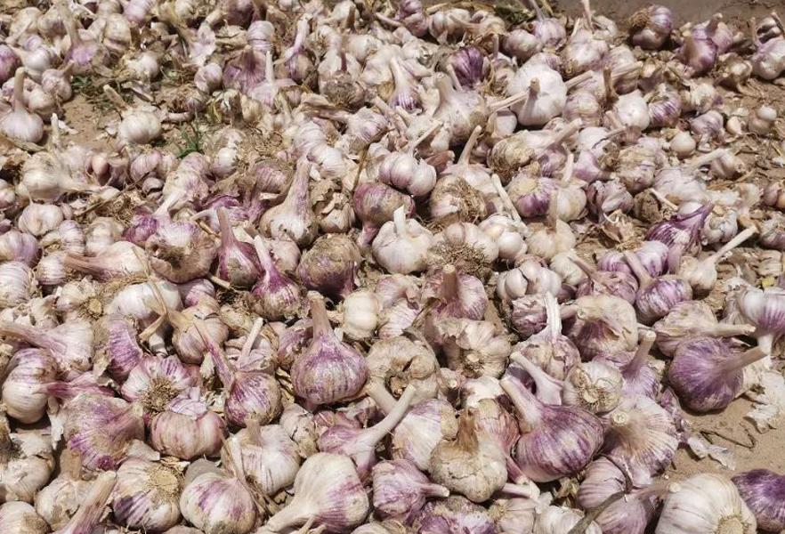 种10000亩大蒜收益,种大蒜亏了几十万