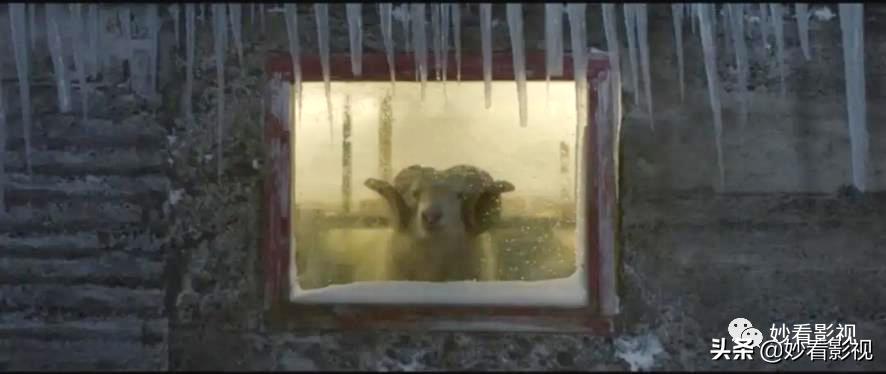 冰岛恐怖羊崽,冰岛羊崽