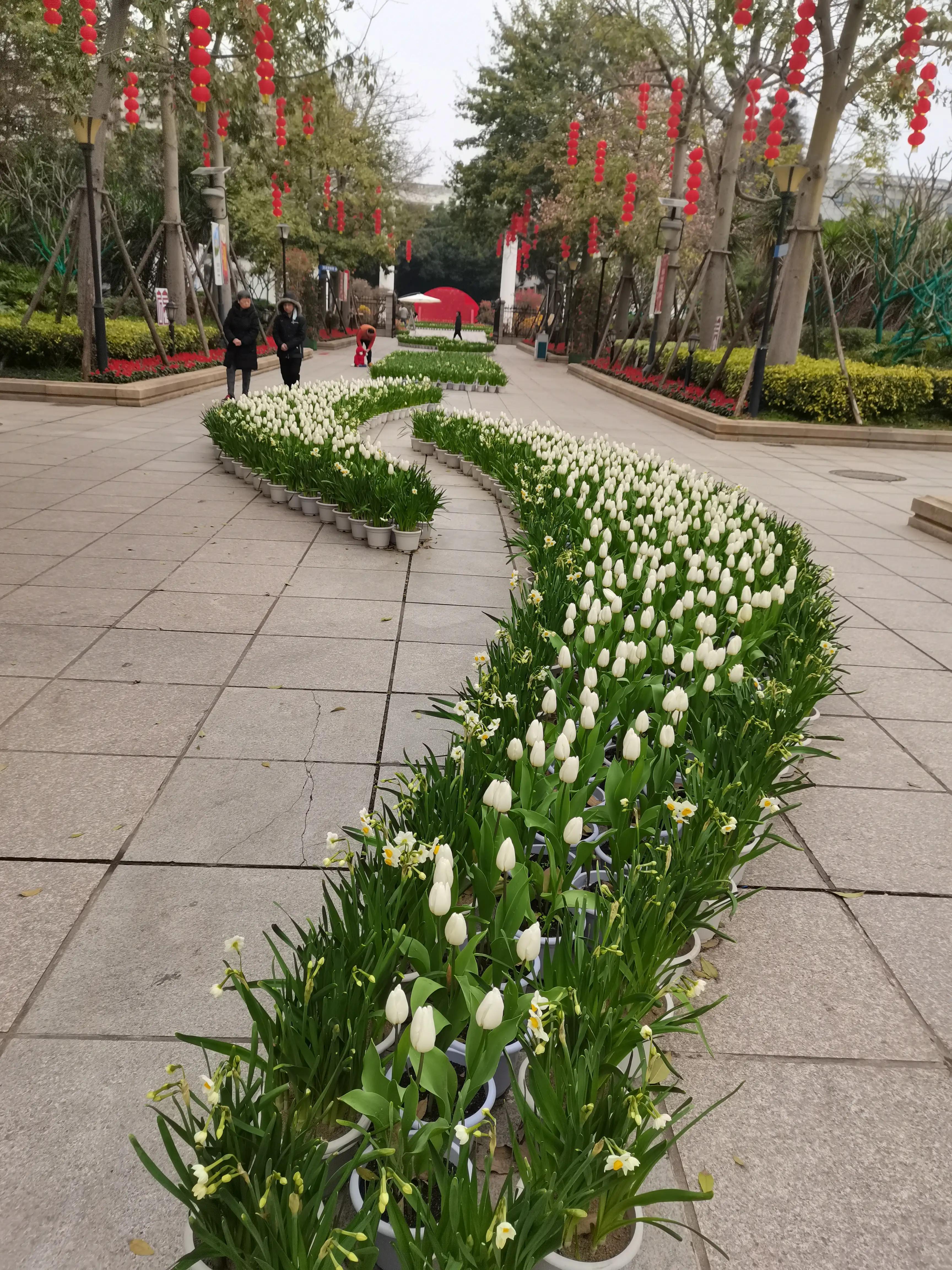 福州郁金香温泉公园,福州花海公园郁金香