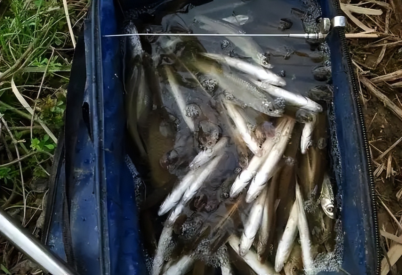 增江钓白条小罗非闹窝怎么办,开春野钓小白条闹窝怎么办