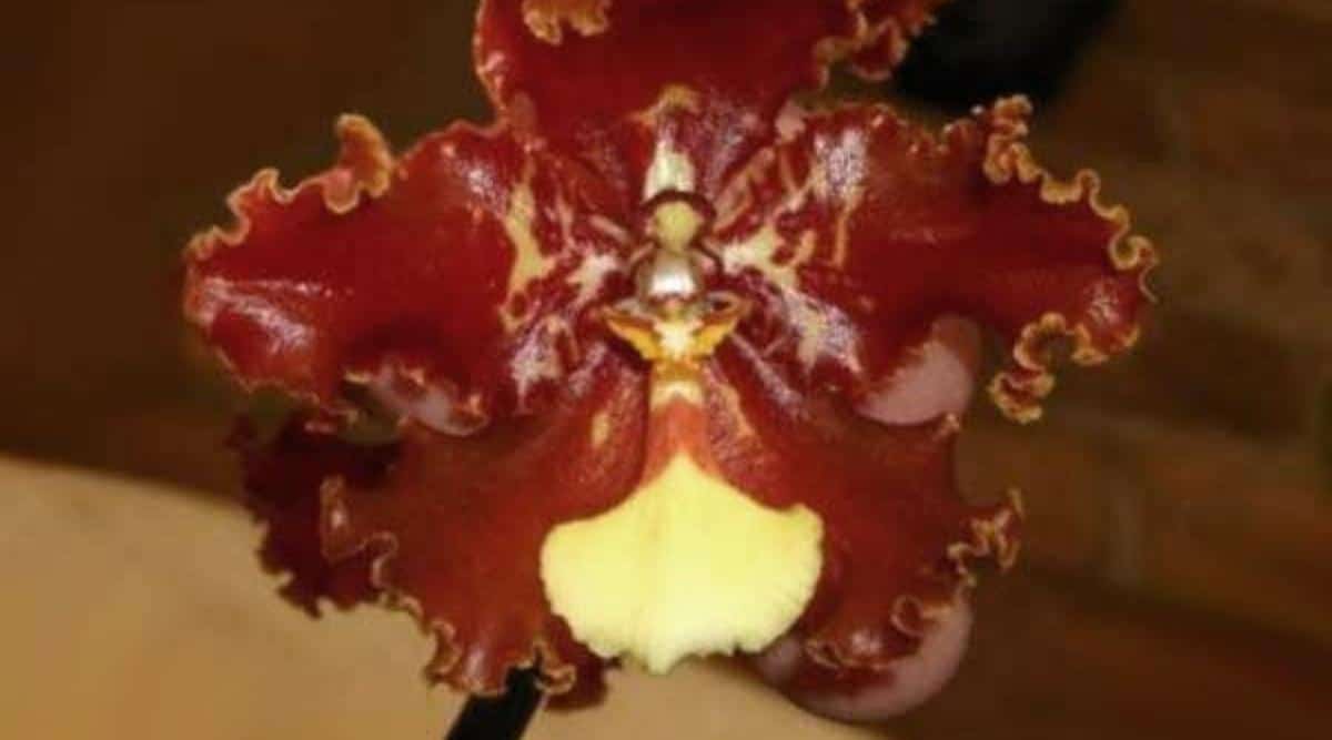 花色艳丽的兰花有哪些品种,最有观赏性的兰花品种